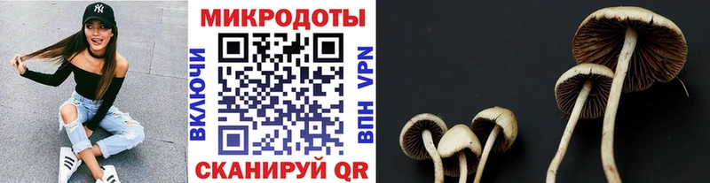Купить Вельск Псилоцибиновые грибы Psilocybe